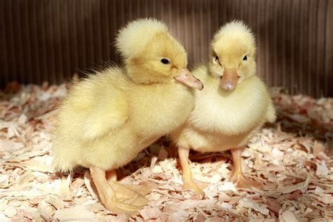 Baby ducks for sale near me - The Silver Appleyard Duck is easy going, fun and easy to manage in small or large flocks. They grow very rapidly, lay very well and make a good choice for a dual-purpose domestic duck. Some have claimed they laid 200-270 eggs in a full 12 month span. The breed originated from the 1930’s by Reginald Appleyard, a well-known breeder in England. 